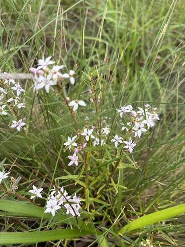 Agathosma ovata, photograph 2