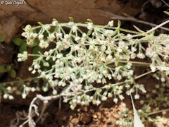 Galium judaicum