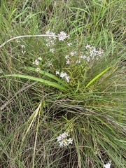 Agathosma ovata, photograph (c) Sunčana Bradley, some rights reserved (CC BY)