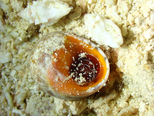 Chrysostoma paradoxum observed 2026-09-07