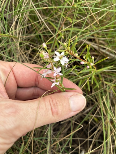 Agathosma ovata, photograph 4