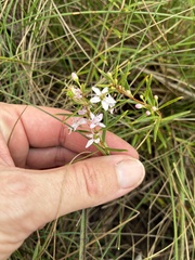 Agathosma ovata, photograph (c) Sunčana Bradley, some rights reserved (CC BY)