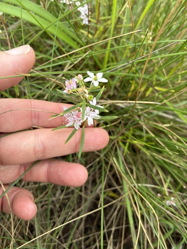 Agathosma ovata, photograph 5