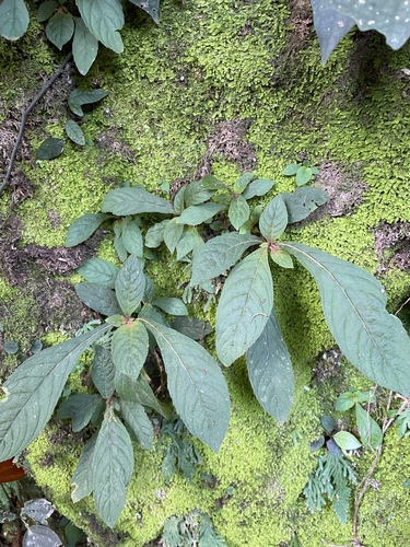 Rhynchotechum discolor observed 2026-09-26