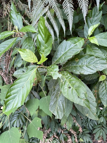 Wendlandia formosana observed 2026-09-26