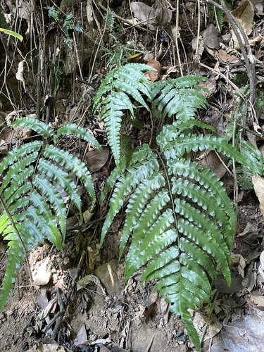 Diplazium dilatatum observed 2026-09-26