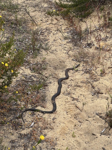 Mainland Dugite