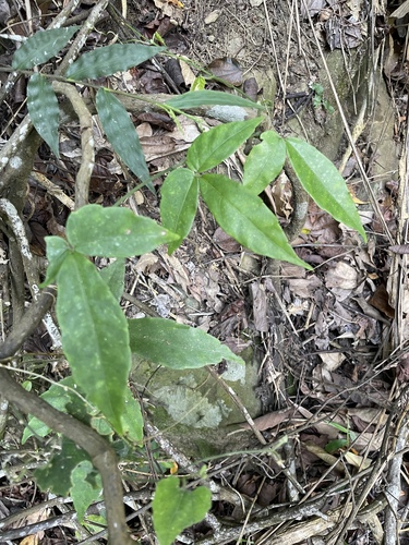 Tetrastigma dentatum observed 2026-09-26