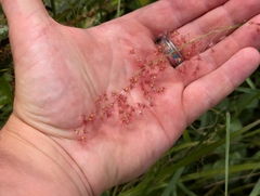 Melinis repens