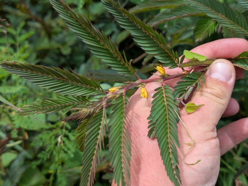 Chamaecrista nictitans, photograph 1
