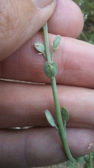 Lepidium sativum