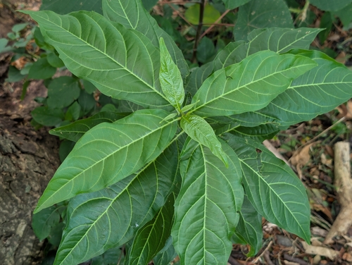 Citharexylum spinosum observed 2026-09-25