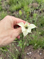 Gladiolus longicollis
