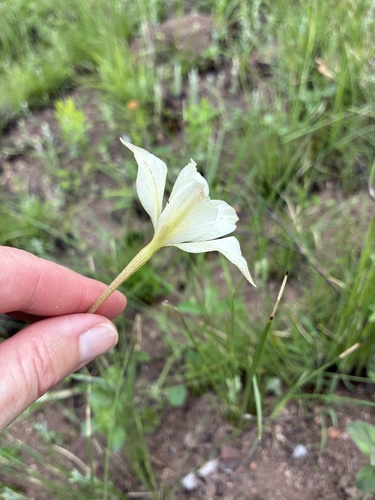 Gladiolus longicollis, photograph 2