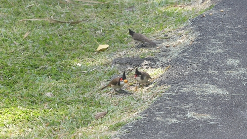 Red-whiskered Bulbul