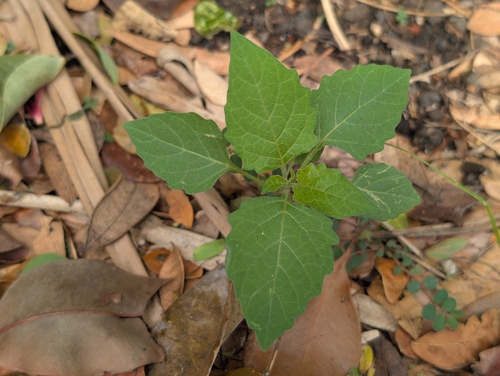 Solanum americanum observed 2026-09-25