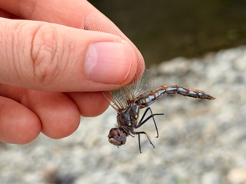 Variegated Meadowhawk
