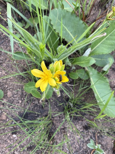 Hypoxis hemerocallidea