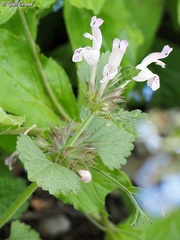 Lamium garganicum