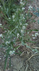 Lepidium sativum