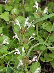 Lamium garganicum