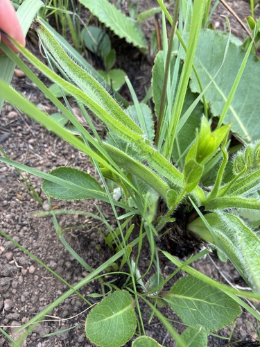 Hypoxis hemerocallidea, photograph 3