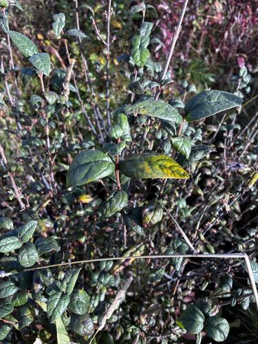 Shepherdia canadensis, photograph 2