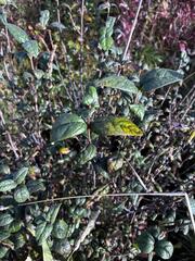Shepherdia canadensis, photograph (c) Arthur Whiting, some rights reserved (CC BY)