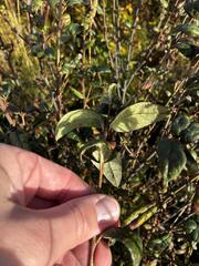 Shepherdia canadensis, photograph (c) Arthur Whiting, some rights reserved (CC BY)