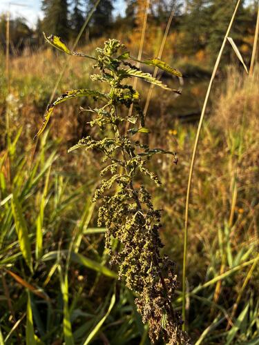 Urtica gracilis