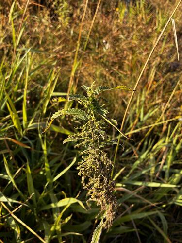 Urtica gracilis, photograph 2