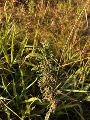 (c) Arthur Whiting, some rights reserved (CC BY) Urtica gracilis, photograph (c) Arthur Whiting, some rights reserved (CC BY)