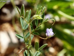 Vicia orientalis
