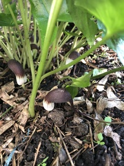 Arisarum proboscideum