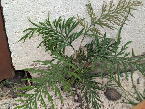 Grevillea robusta observed 2026-09-25