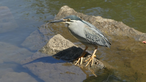 Little Heron