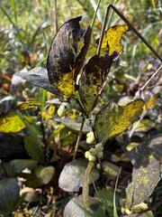 Symphoricarpos occidentalis