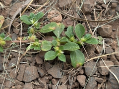 Alternanthera pungens