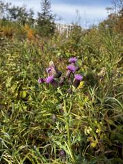 Cirsium arvense