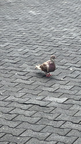 Feral Pigeon