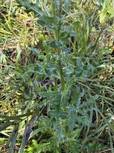 Cirsium arvense, photograph 2