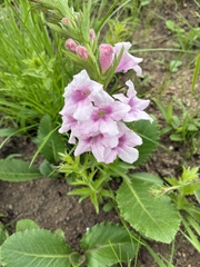 Cape Ivy (Graderia)