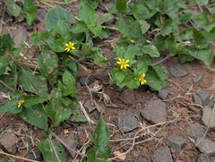 Calyptocarpus vialis