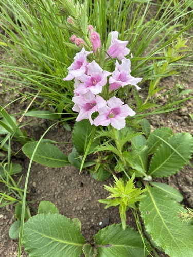 Graderia scabra, photograph 2