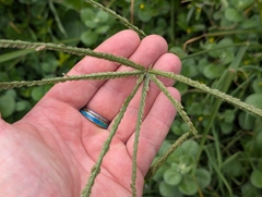 Eleusine indica