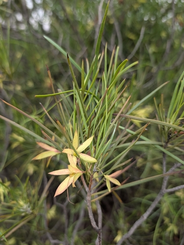 Eremophila oppositifolia observed 2026-09-27