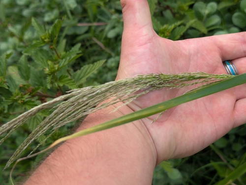 Digitaria insularis observed 2026-09-25