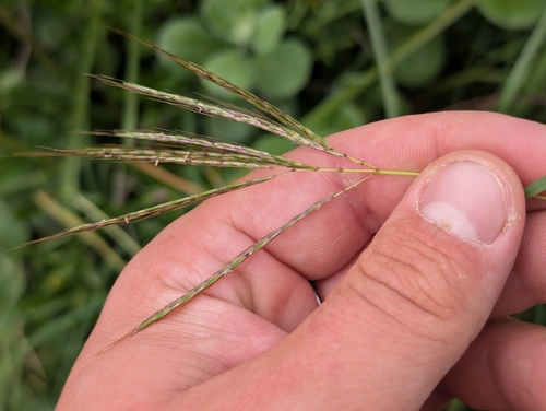 Bothriochloa pertusa observed 2026-09-25