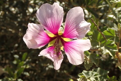 Malva subovata bicolor