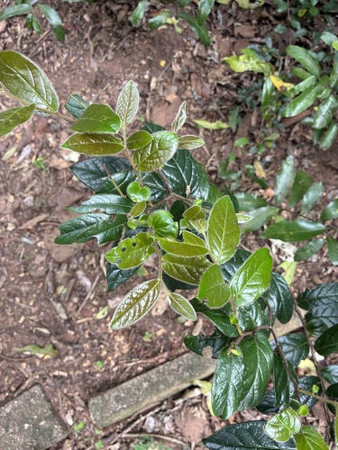 Diospyros whyteana